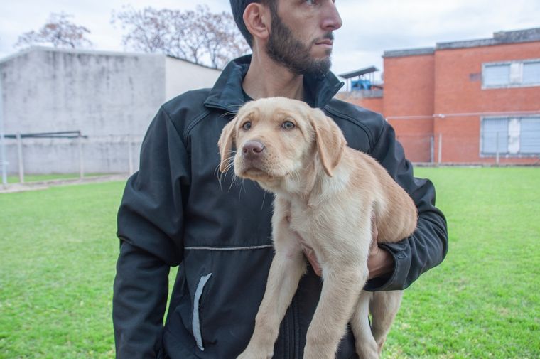 Los cachorros ingresaron hace un mes y ya han comenzado su entrenamiento con agentes especializados de la Aduana. Foto: Aduana / Afip
