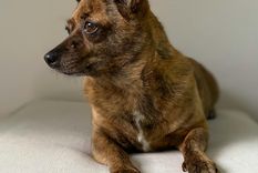 La llegada de visitas puede generar excitación y sobreestimulación en los perros. Foto: Pexels