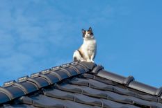 Este comportamiento es común en muchos gatos. Foto: Shutterstock