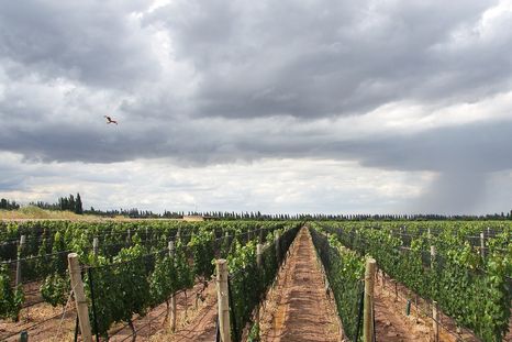 El viernes estará marcado por el descenso de la temperatura y el regreso de las tormentas en Mendoza. El viernes estará marcado por el descenso de la temperatura y el regreso de las tormentas en Mendoza.