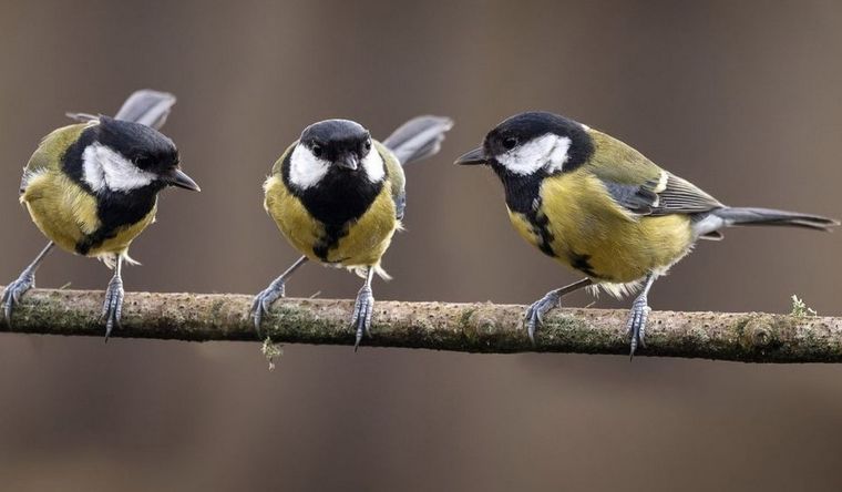 Un sueño para analizar﻿. Foto Dpa