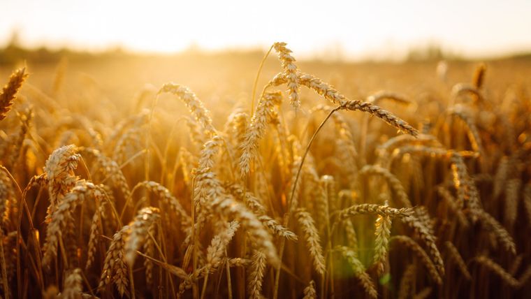 La cosecha de trigo fue récord histórico con casi 28 millones de toneladas del cereal, y contribuyó a impulsar el buen desempeño del rubro en el último mes del año. La cosecha de trigo fue récord histórico con casi 28 millones de toneladas del cereal, y contribuyó a impulsar el buen desempeño del rubro en el último mes del año.