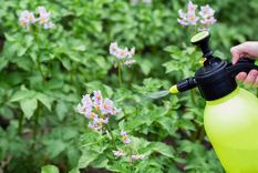 Estos abonos caseros dejan las plantas del jardín sanas y hermosas.