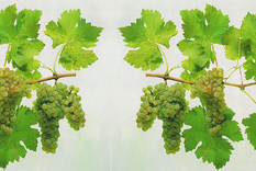 Te enseño a identificar uva por su forma y tamaño