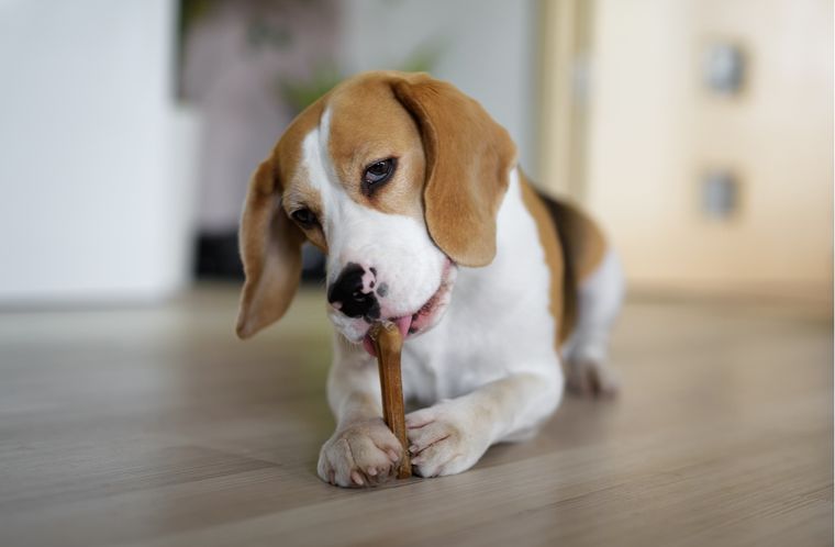Mascotas Puedes tener en cuenta estas razas para espacios pequeños Foto: Shutterstock