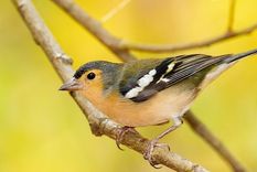 Los pinzones, como este pinzón vulgar de Gran Canaria (Fringilla canariensis bakeri), se usan como modelo para estudiar la evolución de las especies. Foto: MIGUEL ÁNGEL PEÑA