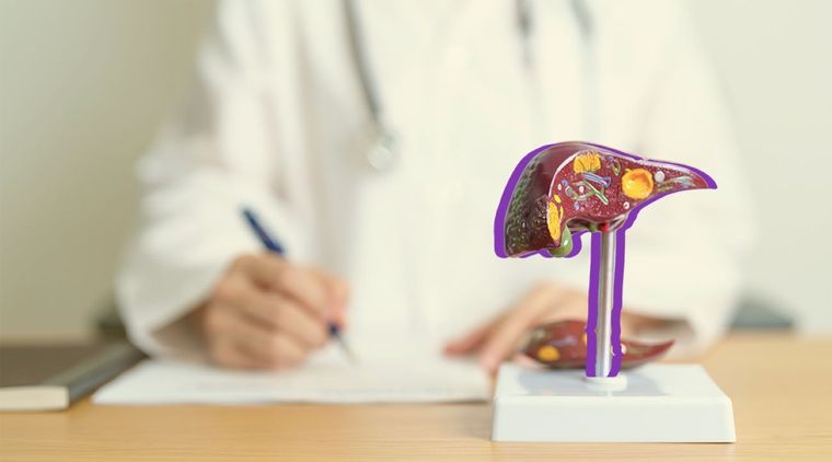 Por las funciones que realiza en el organismo, es importante mantener sano al hígado Foto: Shutterstock