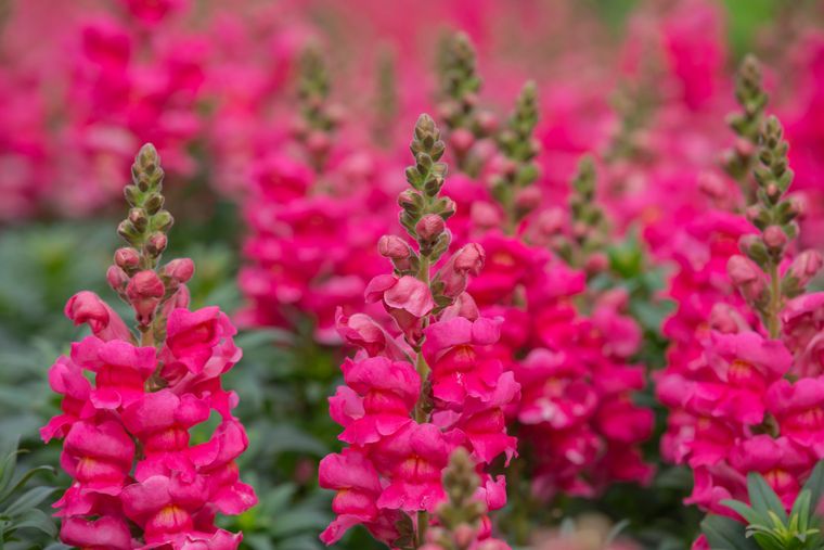Estas plantas no requieren muchos cuidados y llenan de vida el jardín. Foto: Freepik Estas plantas no requieren muchos cuidados y llenan de vida el jardín. Foto: Freepik
