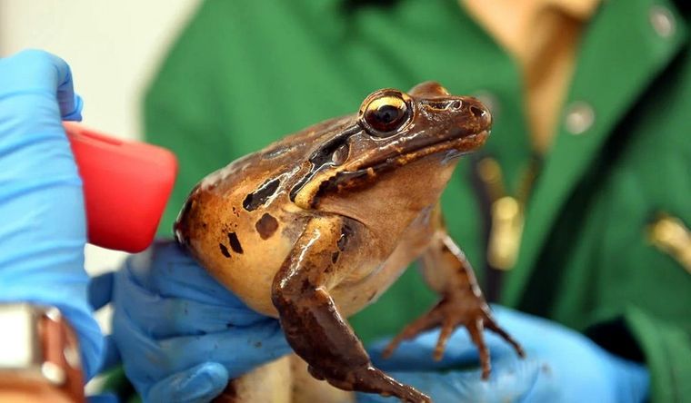 La extinta rana pollo de montaña. Foto: ZoologicalSocietyofLondon.