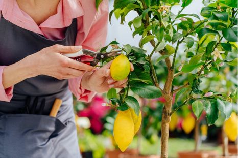 El limonero requiere cuidados específicos y una poda incorrecta puede ser un gran error. Foto: Shutterstock El limonero requiere cuidados específicos y una poda incorrecta puede ser un gran error. Foto: Shutterstock