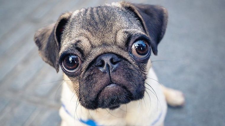 Por su morfología, los perros pug o carlinos pueden padecer dificultades respiratorias, lesiones en los ojos, infecciones cutáneas y obesidad, entre otros trastornos. Foto: GETTY IMAGES