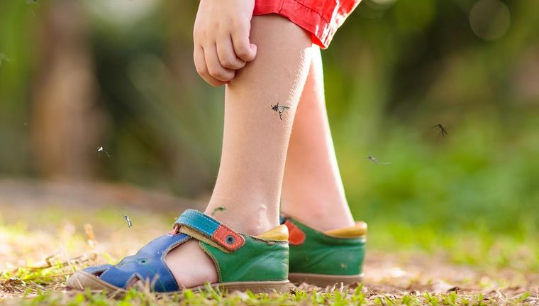 Los mosquitos pueden portar dengue Foto: Shutterstock