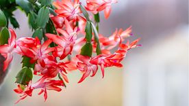 Cómo cuidar el cactus de Navidad para que estalle de flores. Cómo cuidar el cactus de Navidad para que estalle de flores.