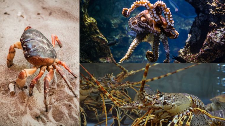 Langostas, pulpos y cangrejos, seres sensibles. Foto: TvAzteca.