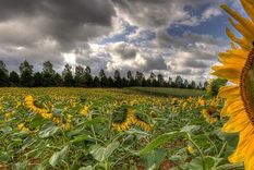 Las exportaciones del complejo girasol son las que mayor expansión tuvieron en la campaña 2024/25 y tienen muy buenas perspectivas para la presente campaña, en función de la menor oferta global y los buenos precios. Las exportaciones del complejo girasol son las que mayor expansión tuvieron en la campaña 2024/25 y tienen muy buenas perspectivas para la presente campaña, en función de la menor oferta global y los buenos precios.