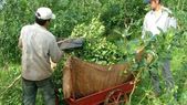 Para algunos analistas el precio de la hoja verde debería ubicarse entre 450 y 700 pesos por kilo pero, en cambio, la industria ofrece pagar un valor cercano a los 250 pesos el kilo.