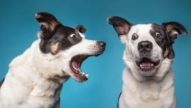 La sensibilidad de tu perro le permite notar cosas que tu no puedes Foto: Archivo
