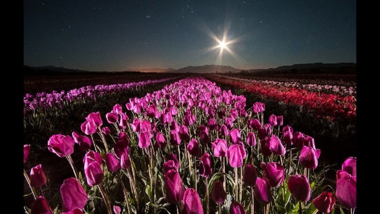 Los campos de tulipanes de Trevelin son uno de las atractivos más llamativos de Chubut Foto: Municipalidad de Trevelin