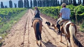 La Ruta del Vino en Mendoza es uno de los imperdibles Foto: Instagram