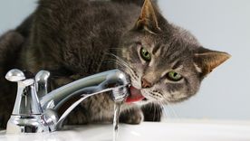 Esto es lo que deberías hacer para que tu gato no tome agua del grifo Foto: Archivo
