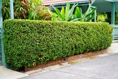 ARBUSTOS PARA FORMAR UN CERCO Foto: SHUTTERSTOCK ARBUSTOS PARA FORMAR UN CERCO Foto: SHUTTERSTOCK