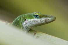 evolucion extrema: los animales que se transforman a gran velocidad para sobrevivir
