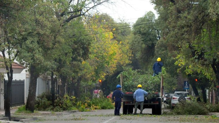 Ya rige la nueva ley de arbolado público en Mendoza.&nbsp;
