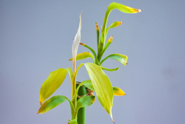 El bambú de la suerte es una planta resistente que, con el cuidado adecuado, puede durar mucho tiempo en tu hogar. 