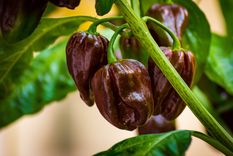 El chocolate tiene propiedades que almacenan carbono y contribuyen a disminuir el calentamiento global Foto: SHUTTERSTOCK