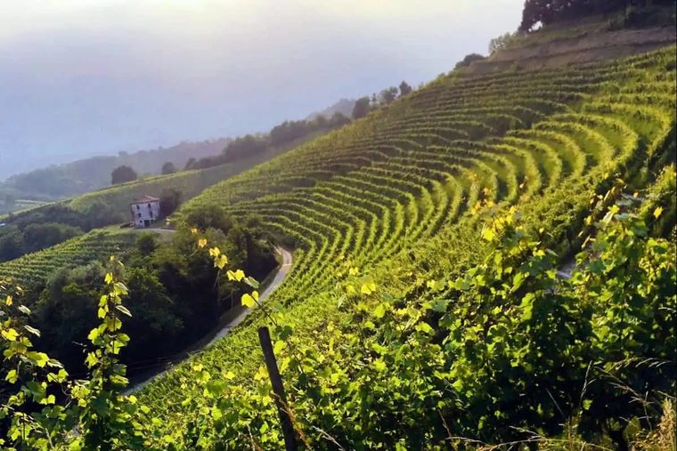 Viñas en el Friuli Foto: Gentileza