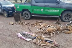 Restos de guanacos y zorros, evidencia del daño de la caza furtiva en Malargüe. Foto: Prensa Gobierno de Mendoza