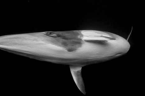 el emocionante momento en el que una ballena y yo nos miramos a los ojos el emocionante momento en el que una ballena y yo nos miramos a los ojos