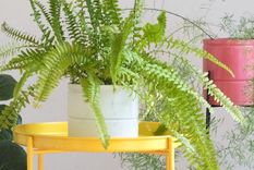 Una planta que hay que atender.&nbsp;