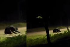 Una extraña criatura fue vista en la provincia de Santa Fe. Foto: Captura del video de TikTok