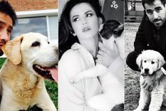 los mensajes de los famosos por el dia del animal