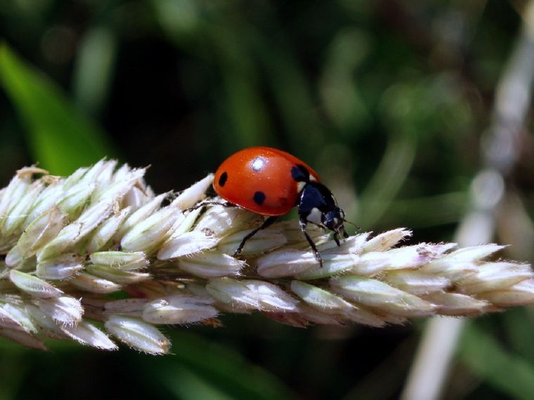 Las mariquitas son aliadas naturales de las plantas y pueden consumir hasta 150 pulgones por día. Foto: Shutterstock Las mariquitas son aliadas naturales de las plantas y pueden consumir hasta 150 pulgones por día. Foto: Shutterstock 