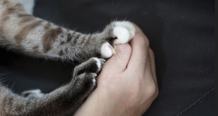 Algunas de las razones por las que tu gato te amasa. Foto: Shutterstock