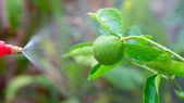 Jardineros recomiendan este truco casero como alternativa natural para proteger los cítricos. Foto: Shutterstock Jardineros recomiendan este truco casero como alternativa natural para proteger los cítricos. Foto: Shutterstock