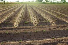 El Niño amenaza con sequías y grandes olas de calor.