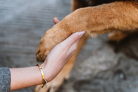 La ciencia confirma que las mascotas empatizan con sus dueños. Foto: Shutterstock La ciencia confirma que las mascotas empatizan con sus dueños. Foto: Shutterstock