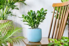 JARDÍN EL FENG SHUI RECOMIENDA UNA PLANTA PARA LA BUENA SUERTE. Foto: SHUTTERSTOCK