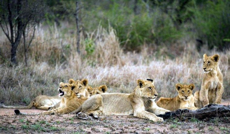 Los leones africanos tienen enemigos minúsculos y eficaces, las hormigas. Foto: Efe.