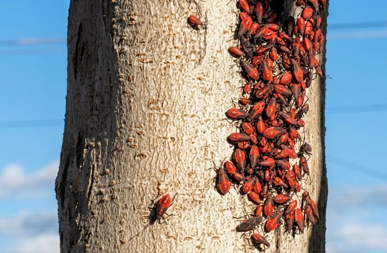 La chinche del arce no representa un riesgo para la salud humana ni para mascotas.