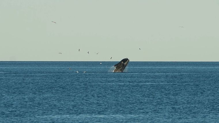 Uno de sus principales atractivos turísticos es el avistamiento de ballenas Foto: NA