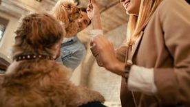 La terapia canina es muy importante y funcional para los perros Foto: Freepik