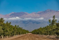 apuestan por mas nogales en mendoza