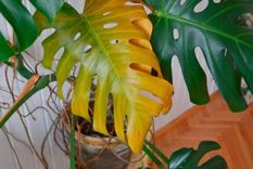 Con este truco las hojas de las monstera no estarán más amarillas Foto: Shutterstock