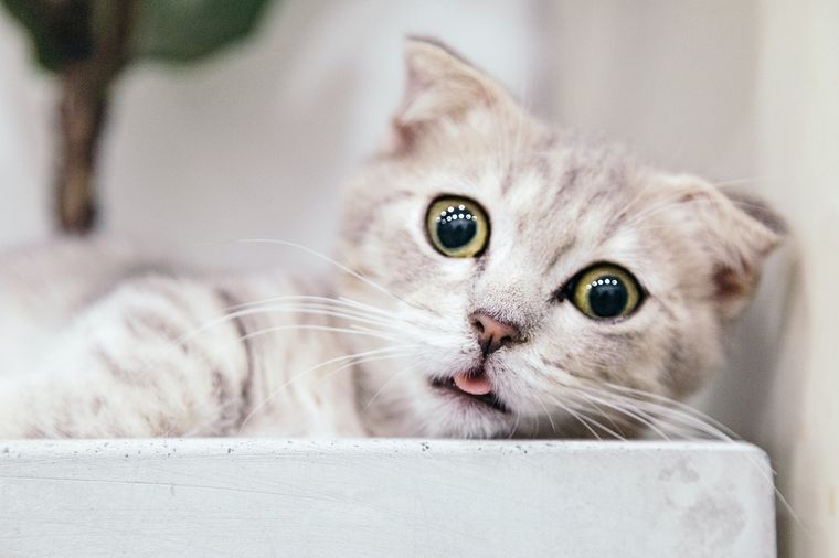 Curiosidades conoce cuáles son las cosas que disgustan a tus gatos Foto: Pexels