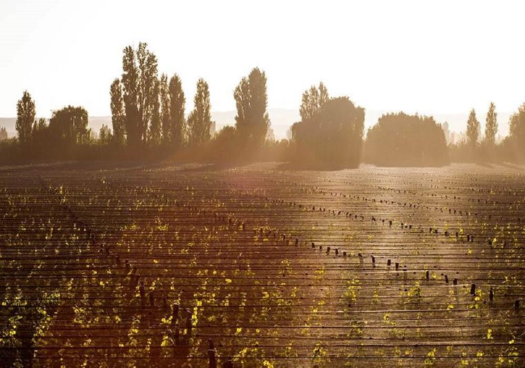Viñedos de la bodega Durriguti.