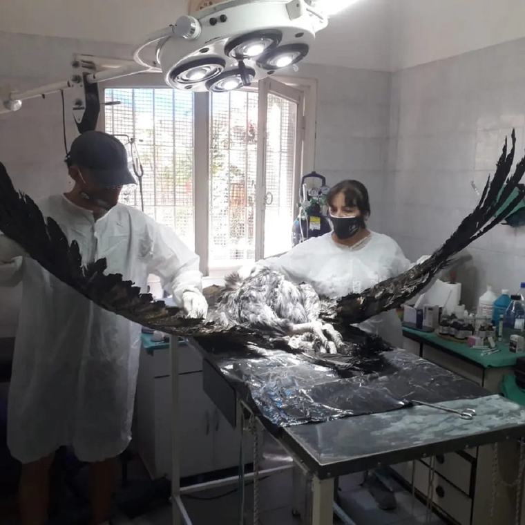 La necropsia al cóndor mostró el grave daño que recibió. Foto: Fundación Cullunche